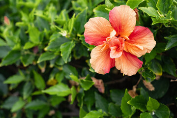 salmon-colored hibiscus flower on its bush. Tenerife, Canary Isl