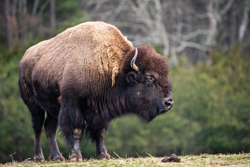 An American Bison Pausing along the Ridge
