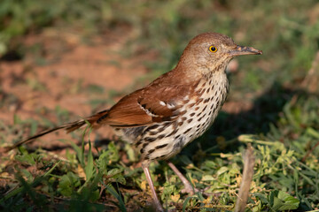 A Brown Thrasher Pauses Along the Ground