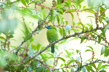 bird sitting on branch of an tree in the forest.