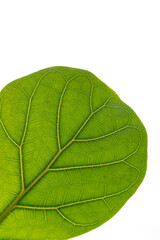 Obraz premium Close up of details and veins in bright green fiddle leaf fig leaf.