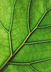 Close up of details and veins in bright green fiddle leaf fig leaf.