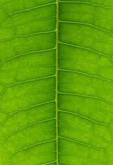 Close up macro shot of details and veins in a bright green leaf.