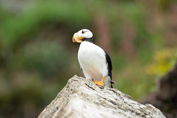 Horned Puffin Perching on a Rock