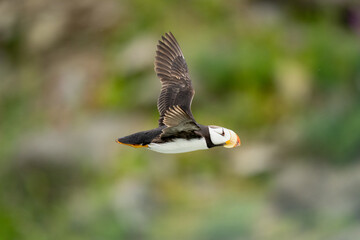 Horned Puffin (Fratercula corniculata) Flying with Wings Up