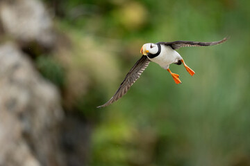 Horned Puffin (Fratercula corniculata) in Flight