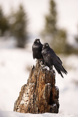 Pair of Ravens Perching on a Snag