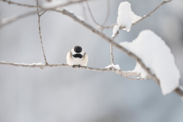 A black-capped chickadee perches on a snowy branch in the winter