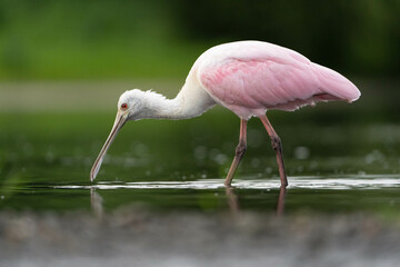 Roseate Spoonbill Wading in Water (Platalea ajaja)