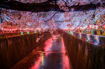 目黒川　桜のライトアップ