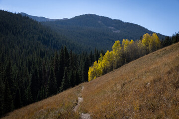 Grove of aspens in the fall along a hike in Frisco, Colorado - obrazy, fototapety, plakaty