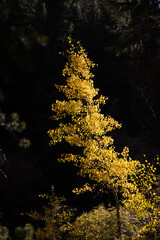 Aspen tree in the fall in Frisco, Colorado - obrazy, fototapety, plakaty