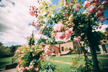 Fototapeta na wymiar roses garden in northern italy