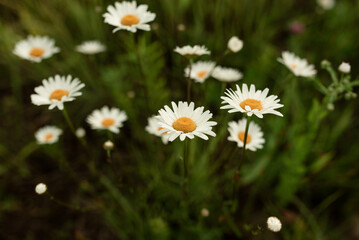Fototapeta premium Close up of White Daisies In a Field of Green Plants During Springtime