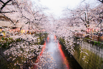 目黒川　桜のライトアップ