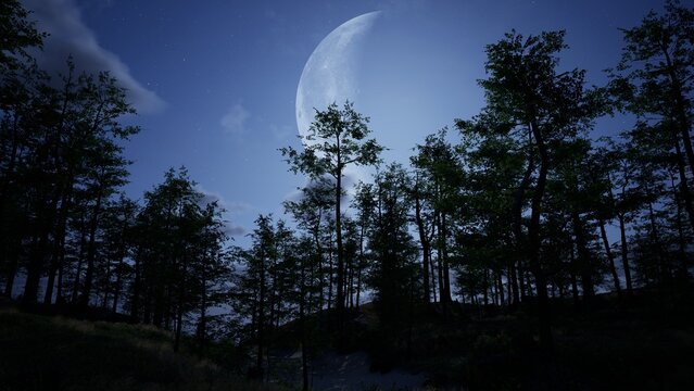 Obrazy (Night Forest) — zdjęcia, wektory i wideo bez tantiem