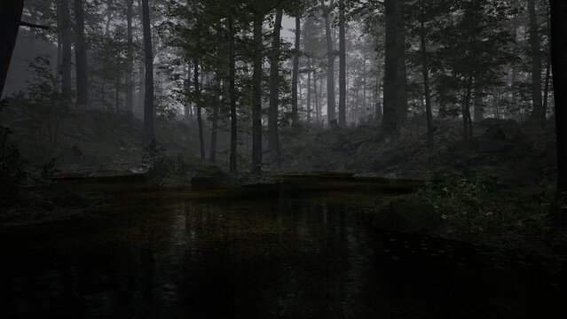 Misty Forest