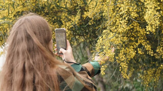A girl in a checkered green shirt takes pictures of a blooming yellow mimosa on her phone.