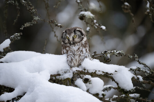 Boreal Owl on snowy branch, Aegolius funereus