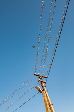 The swallows