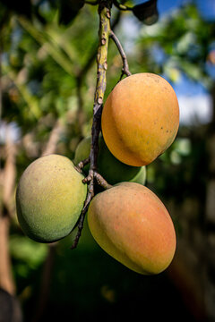 Mangoes