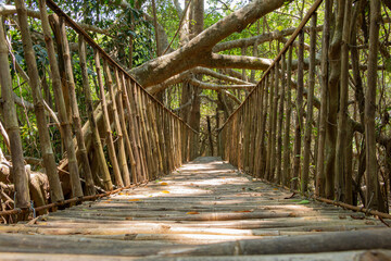 Wooden bridge leading through mangrove trees growing in the Serepok River at the Buon Don Tourist Center at Yok Don National Park in the Dak Lak highlands of southern Vietnam