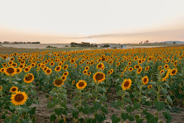 Sunflowers field landscape