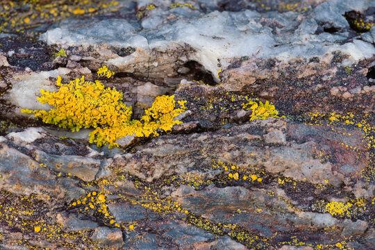Common Orange Lichen on rocky intertidal zone in Maine