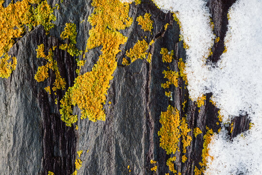 Common Orange Lichen on rocky intertidal zone in Maine