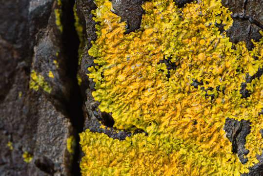 Common Orange Lichen on rocky intertidal zone in Maine
