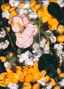 Flowers in the scanner.