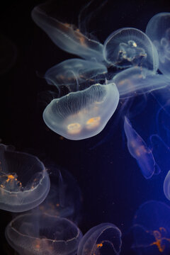 jellyfish