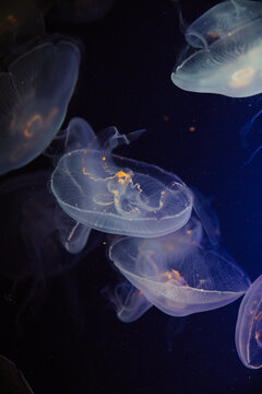 jellyfish