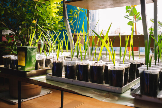Growing plants on shelve 