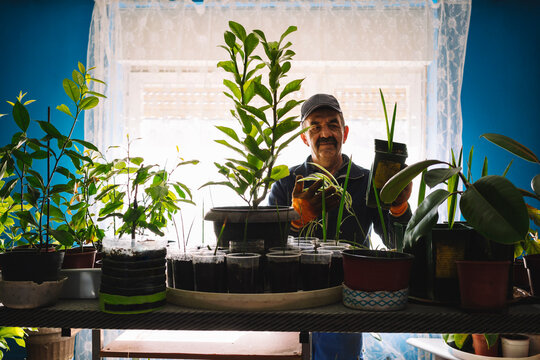 Gardener looking at indoor plant.