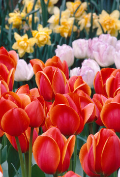 Tulips daffodils Skagit Valley Washington spring bloom flowering