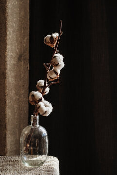 Cotton