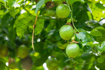summer, orchard, fruit, plump, green, passion fruit