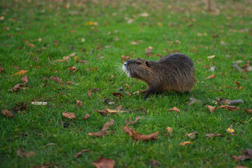 one brown beaver looks up in a green clearing