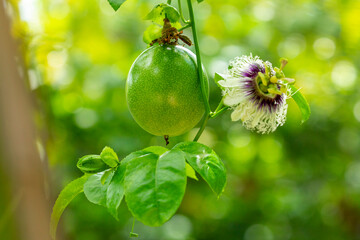 summer, orchard, fruit, plump, green, passion fruit, flower