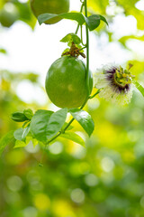 summer, orchard, fruit, plump, green, passion fruit, flower