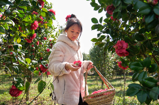 Asian girl picking fresh camellias.
in the camellia grove