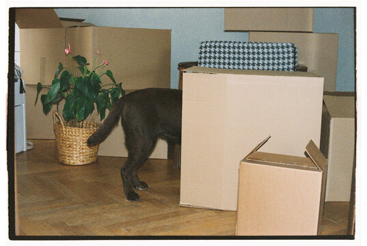 A dog in a relocation box. 