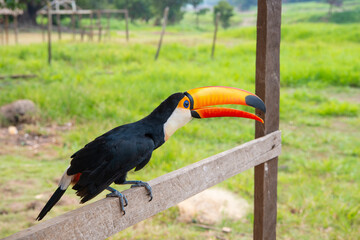 toucan in wildlife outdoor. toucan in wildlife. toucan in wildlife opening orange beak.