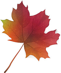 Autumn elegant botanic garden red maple leaf