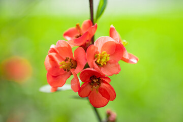 spring japonica flower. spring japonica flower. spring japonica flower blooming on branch