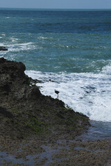 waves on the beach and a bird
