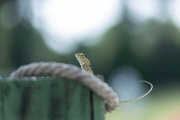 lizard on a rope with green background