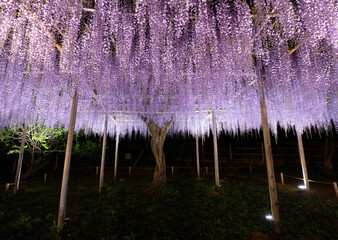 Illuminated Japanese wisteria trellis (Ashikaga, Tochigi, Japan)
