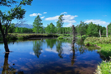 初夏の沼（上士幌町）
